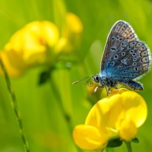 butterfly common blue on Lotus corniculatus