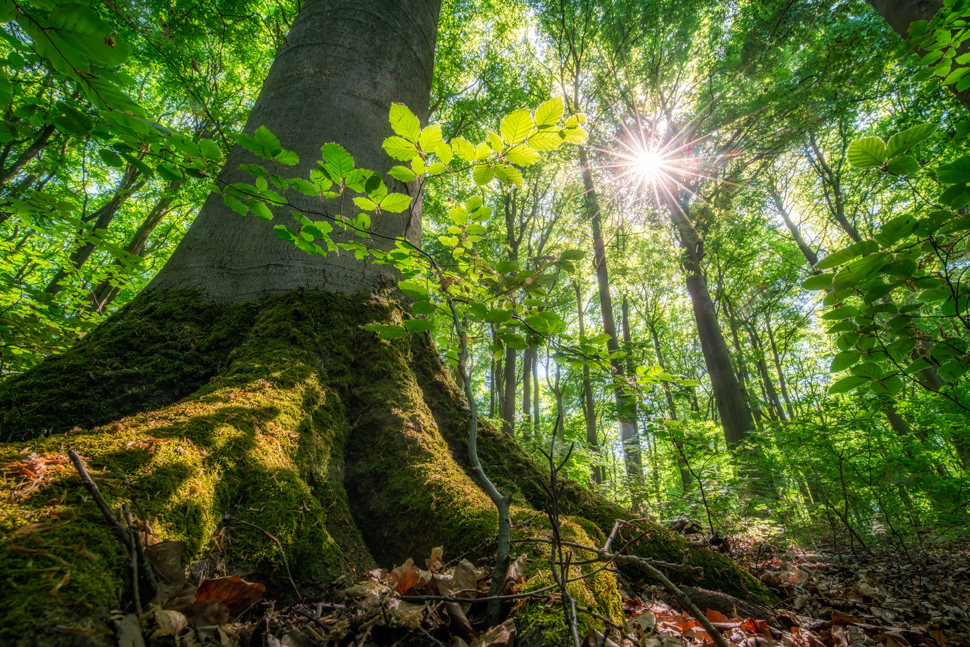 Sunlight shines trough green leaves in the forest during spring