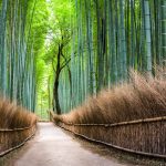 Japanischer Bambuswald in Arashiyama, Kyoto, Japan